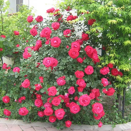 מלון City Hotel Bucharest