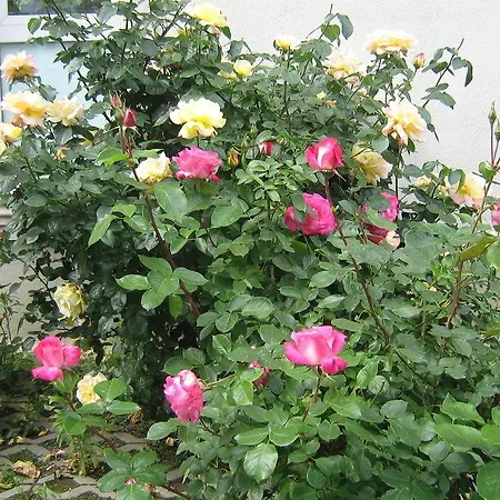 City Hotel Bucharest Hotel